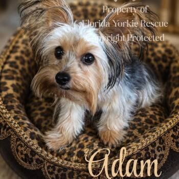 ADAM -  Yorkshire Terrier Dog for Adoption in Palm City, Florida - ADAM | PetCurious