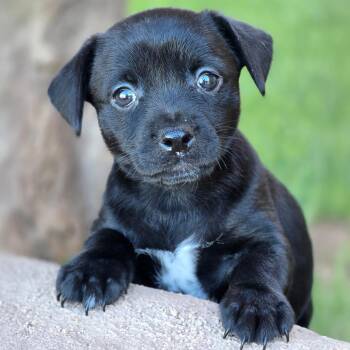 Rescue Wirehaired Terrier Dogs for Adoption in San Diego, California - Catalina Pup - Tongva | PetCurious