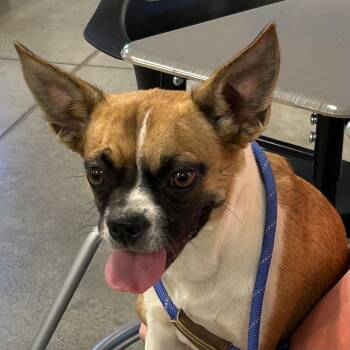 Emerson -  Boston Terrier and Chihuahua Dog for Adoption in Cincinnati, Ohio - Emerson | PetCurious