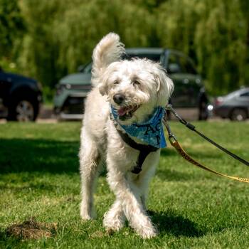 Fredy -  Mixed Breed Dog for Adoption in Mississauga, Ontario - Fredy | PetCurious