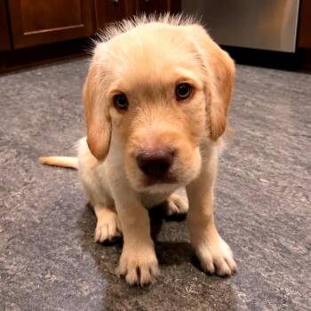 Nova -  Labrador Retriever and Poodle Dog for Adoption in Minneapolis, Minnesota - Nova | PetCurious