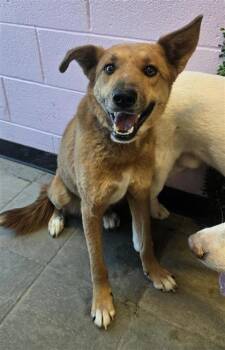 Shepherd and Mixed Breed Dogs Available for Adoption - Brownie | PetCurious