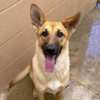 German Shepherd Dog Dogs Available for Adoption in Ojai, California - Juliana | PetCurious