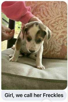 Rescue Mixed Breed Dogs for Adoption in West Chester, Pennsylvania - Freckles | PetCurious