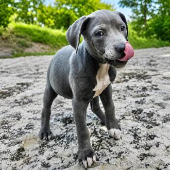 Terrier Dogs Available for Adoption in Longview, Texas - Skye | PetCurious