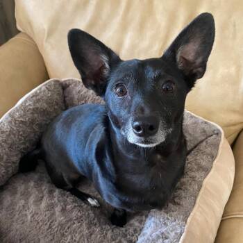 Oscar -  Chihuahua and Mixed Breed Dog for Adoption in San Francisco, California - Oscar | PetCurious