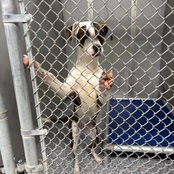 Ashanti -  Mixed Breed Dog for Adoption in Greenville, South Carolina - Ashanti | PetCurious