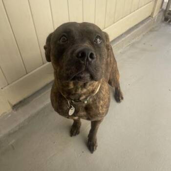 Pit Bull Terrier and Mixed Breed Dogs Available for Adoption in Honolulu, Hawaii - Reece/Kalena | PetCurious