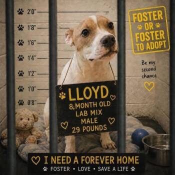 Lloyd -  Labrador Retriever Dog Available for Adoption - Lloyd | PetCurious