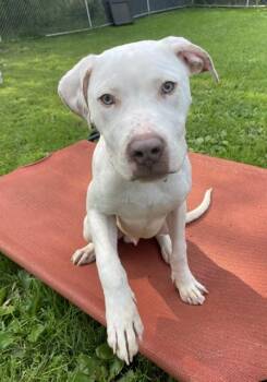 Silas -  Mixed Breed and Pit Bull Terrier Dog for Adoption in Honesdale, Pennsylvania - Silas | PetCurious