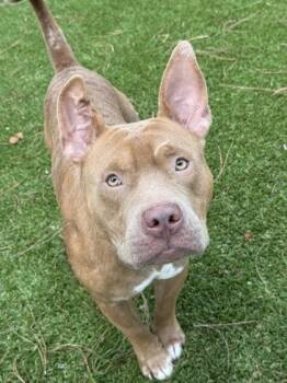 Vinny - 1 -  Pit Bull Terrier and Mixed Breed Dog for Adoption in Daytona Beach, Florida - Vinny - 1 | PetCurious
