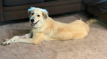 Vittoria -  Great Pyrenees Dog for Adoption in Germantown, Ohio - Vittoria | PetCurious