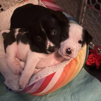 Terrier and Mixed Breed Dogs Available for Adoption in Carencro, Louisiana - Seville | PetCurious