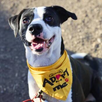 American Staffordshire Terrier Dogs Available for Adoption - BODE | PetCurious