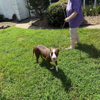 Rescue American Bulldog Dogs for Adoption in Spring, Texas - Rusty | PetCurious