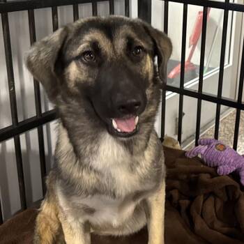 Margali -  Mixed Breed Dog for Adoption in Salt Lake City, Utah - Margali | PetCurious