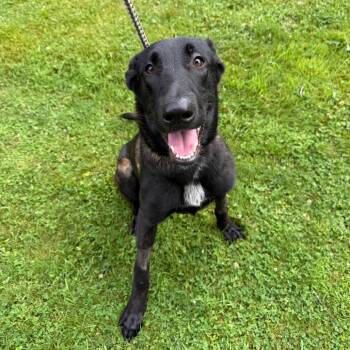 Preston -  Dutch Shepherd Dog for Adoption in Chester Springs, Pennsylvania - Preston | PetCurious