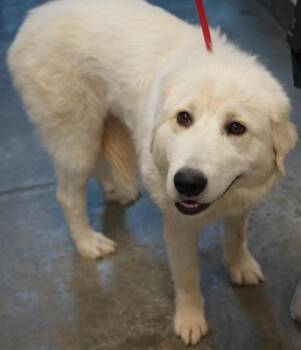 Polly -  Great Pyrenees and Mixed Breed Dog for Adoption in Bowling Green, Kentucky - Polly | PetCurious
