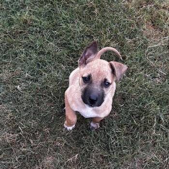 Terrier Dogs Available for Adoption in Escondido, California - Ramona | PetCurious