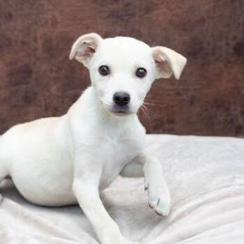 Velma -  Mixed Breed Dog for Adoption in Knoxville, Tennessee - Velma | PetCurious