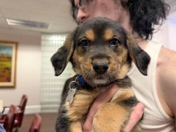 Miney - Brinleys Litter -  Coonhound Dog for Adoption in Holly Springs, North Carolina - Miney - Brinleys Litter | PetCurious