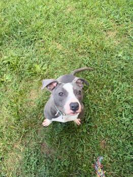 Nilla -  Mixed Breed Dog for Adoption in Gallatin, Tennessee - Nilla | PetCurious