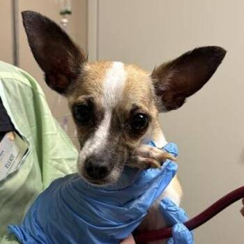 Ashling -  Chihuahua Dog for Adoption in Tempe, Arizona - Ashling | PetCurious