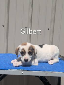 Mixed Breed Dogs Available for Adoption in Logan, Ohio - Gilbert | PetCurious