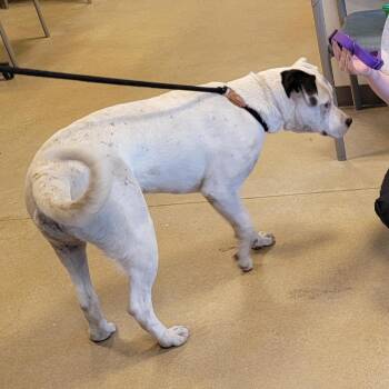 Pit Bull Terrier Dogs Available for Adoption - Paste | PetCurious