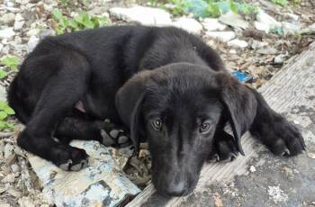 Labrador Retriever Dogs Available for Adoption in San Antonio, Texas - JETT | PetCurious