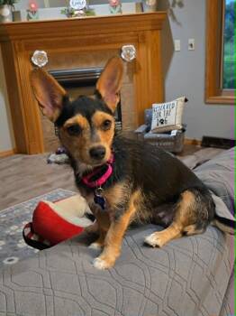 Coco -  Terrier Dog for Adoption in De Pere, Wisconsin - Coco | PetCurious