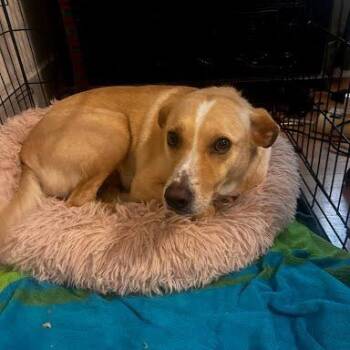 Labrador Retriever and Mixed Breed Dogs Available for Adoption in Austin, Texas - Nala Bear | PetCurious