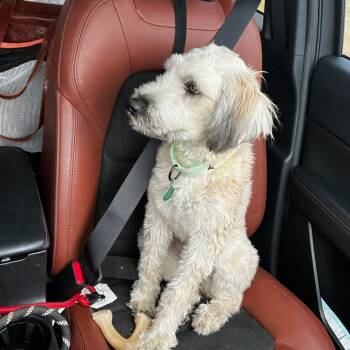 Rescue Poodle Dogs for Adoption in Buffalo, Minnesota - Jessie | PetCurious