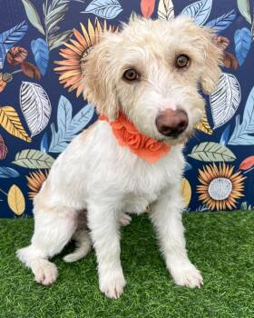 Terrier Dogs Available for Adoption in Corona, California - Sugar | PetCurious