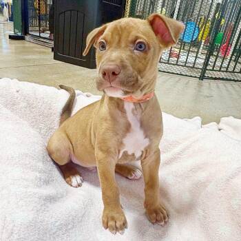 German Shepherd Dog and Mixed Breed Dogs Available for Adoption in Lewisville, Texas - Ziggy | PetCurious