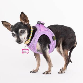 Salem 14622 -  Chihuahua Dog for Adoption in San Francisco, California - Salem 14622 | PetCurious