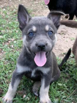 Australian Cattle Dog Blue Heeler Dogs Available for Adoption in Westport, Connecticut - Diane | PetCurious