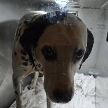 Sinatra -  Dalmatian Dog for Adoption in Philadelphia, Pennsylvania - Sinatra | PetCurious