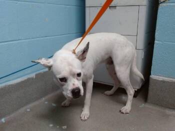 SPOT -  Portuguese Podengo and Mixed Breed Dog for Adoption in Albuquerque, New Mexico - SPOT | PetCurious