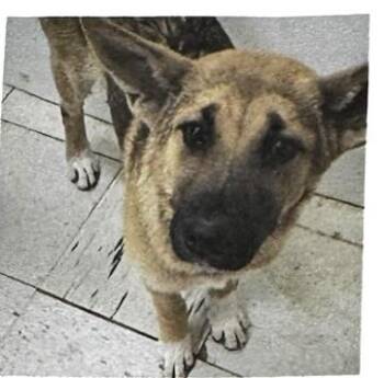 Robin of the Hood -  German Shepherd Dog and Husky Dog for Adoption in San Luis, Colorado - Robin Of The Hood | PetCurious