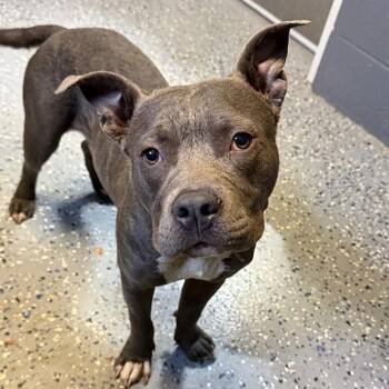 Smoke -  Pit Bull Terrier and Mixed Breed Dog for Adoption in Tuscaloosa, Alabama - Smoke | PetCurious