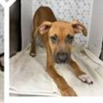 Zuma -  Mixed Breed Dog for Adoption in Tampa, Florida - Zuma | PetCurious