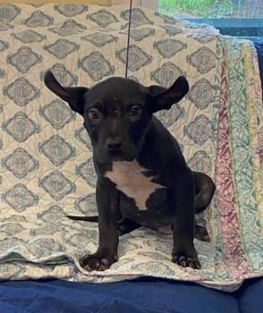 Rye -  Mixed Breed Dog for Adoption in Largo, Florida - Rye | PetCurious