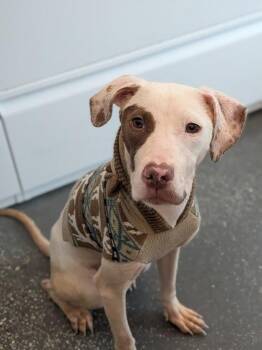 Moonpie -  Pit Bull Terrier and Mixed Breed Dog for Adoption in New Orleans, Louisiana - Moonpie | PetCurious