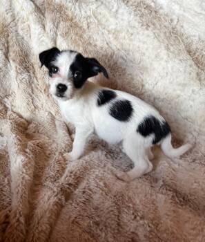 Rat Terrier Dogs Available for Adoption - Buzz | PetCurious