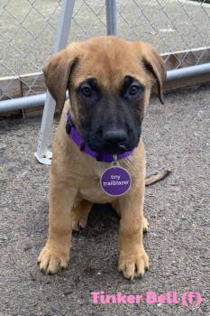 Boerboel and German Shepherd Dog Dogs Available for Adoption - Tinker Bell | PetCurious