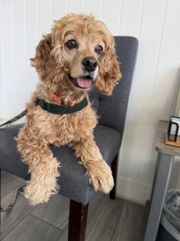 Cocker Spaniel Dogs Available for Adoption in Los Angeles, California - Hero | PetCurious