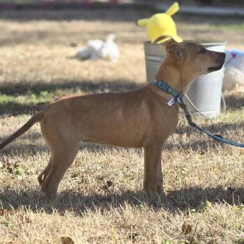 Mountain Cur and Hound Dogs Available for Adoption - Magic | PetCurious