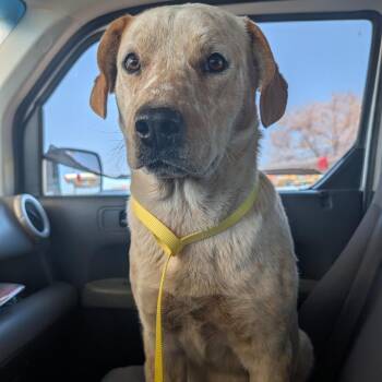 Yellow Labrador Retriever and Mixed Breed Dogs Available for Adoption in Prescott, Arizona - Sushi | PetCurious