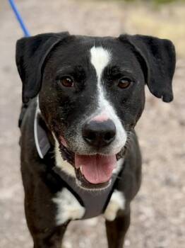 Tux* -  Labrador Retriever and Mixed Breed Dog for Adoption in El Paso, Texas - Tux* | PetCurious